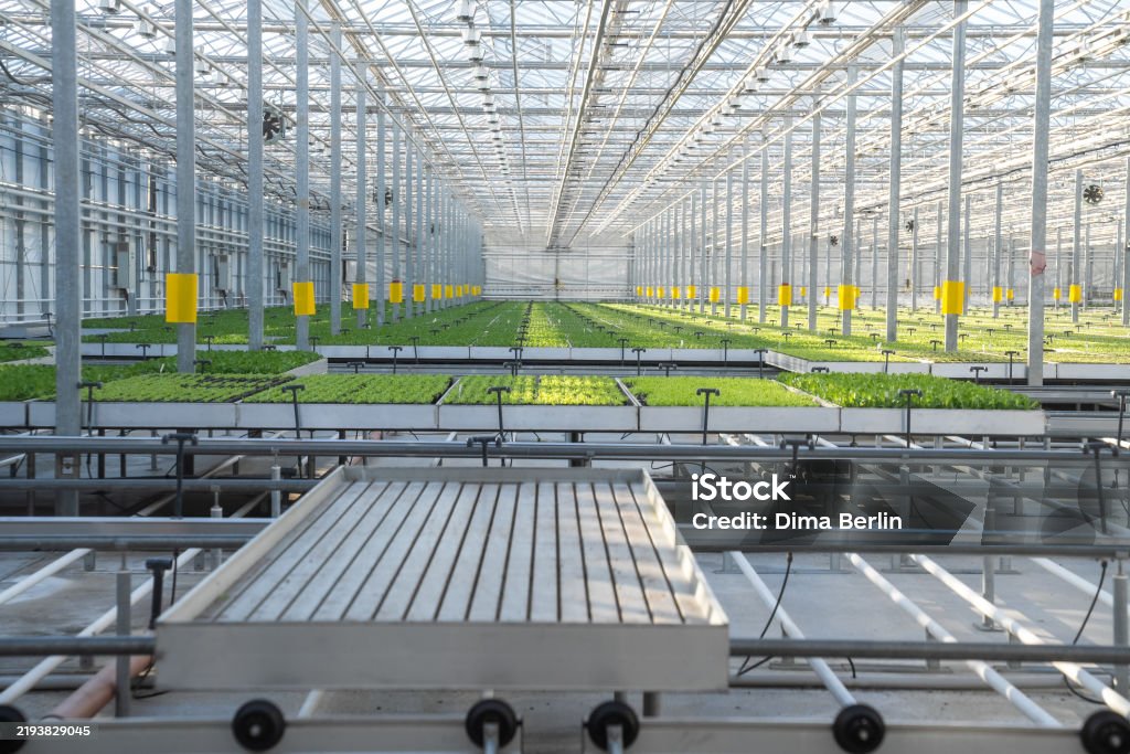 Rolling Benches: Transforming Commercial Cultivation for Maximum Efficiency