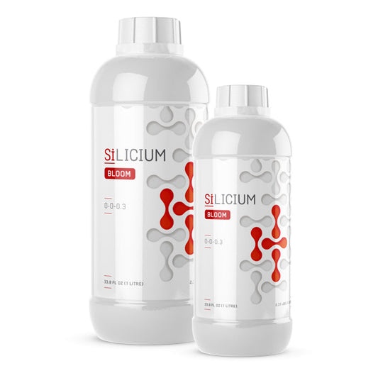 Silicium Bloom 1L