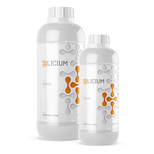 Silicium 1L